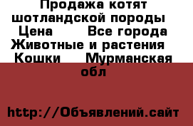 Продажа котят шотландской породы › Цена ­ - - Все города Животные и растения » Кошки   . Мурманская обл.